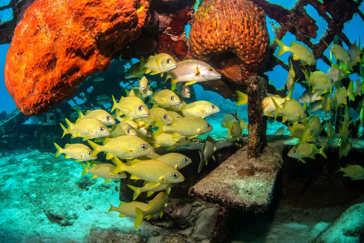 underwater view of a coral